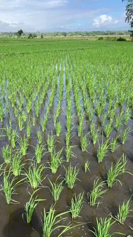 proses penanaman padi yang maksimal membutuhkan dedikasi yang hebat dari petani #petanimuda #petanimilenial #fyp #petaniindonesia🇮🇩🇮🇩🇮🇩🌿🌿 