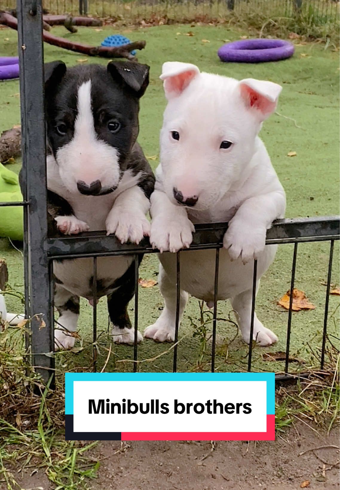 Miniature bullterriers brothers,😍 •6 weeks old. •From healthy, friendly, obedient parents small in size (30,31 cm) •Pedigree FCI 🌎✈️🚗🚂 #minibull #puppies #miniaturbullterrier #minibullterrier #мінібультерьер 