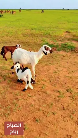 #الصباح_رباح #سارة_محمد_عبدالله #إذاعة_أمدرمان #السودان_مشاهير_تيك_توك🇸🇩 