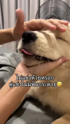 ฟันมีแค่🤏🏻 5555                                                   #โกลเด้นเป็นหมาตลก #สัตว์เลี้ยงน่ารัก #ฟีดดดシ 