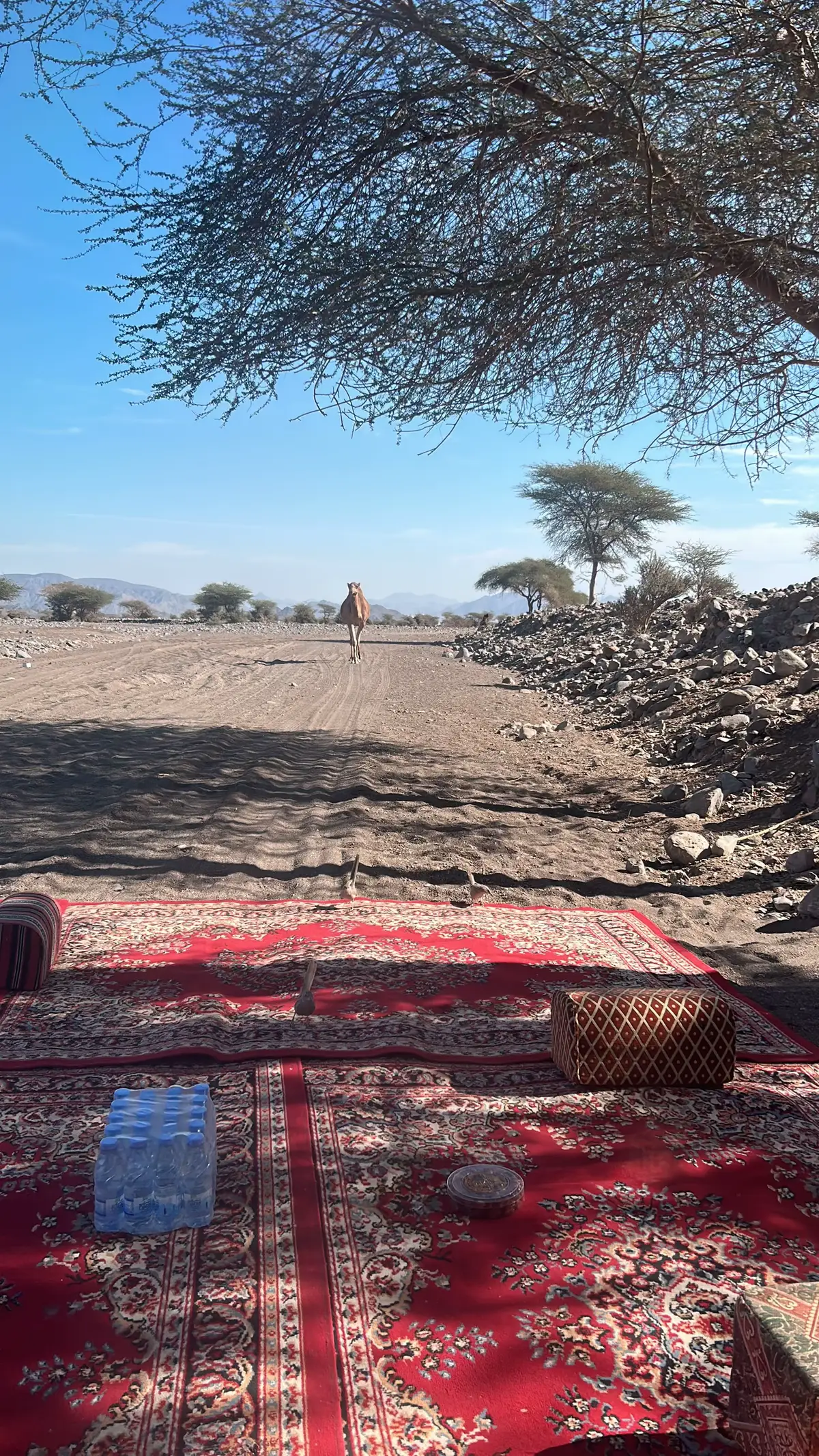 #تبوك_الورد_تبوك_تيماء_ضباء_حقل #قصايد_شعر_خواطر_شيلات_الاكسبلور #العلا 