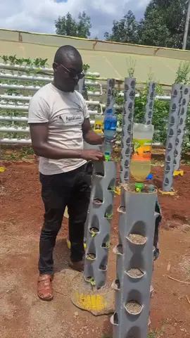 #smartfarming #kitchengarden #hydroponicsystem #urbanfarming #towergarden @Mugodo @IRRIGATION By AgriPlant @SEEDLINGS By AgriPlant @Monicah Mungai (Agriplant) 