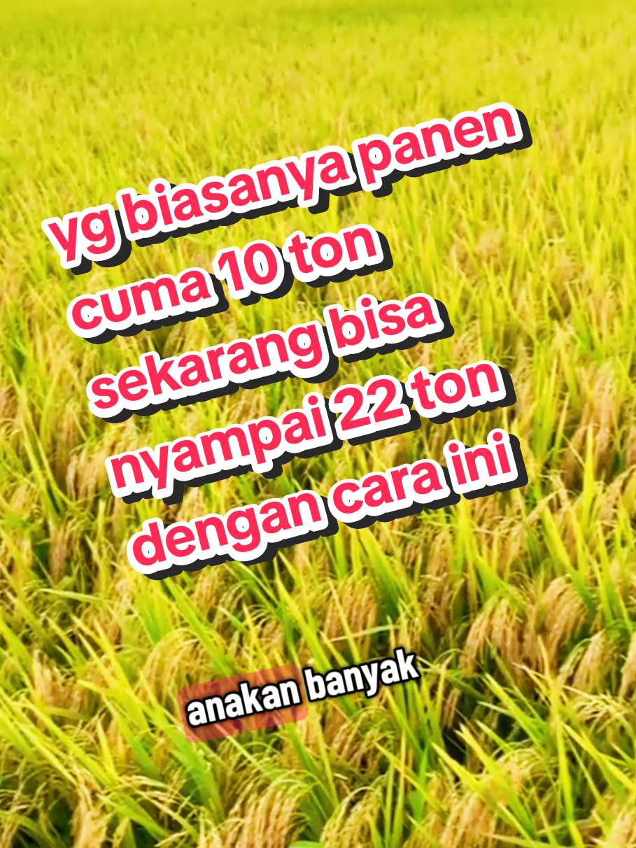 Benih padi Thailand jumbo Padi unggul hasil melimpah Padi cepat panen hasil banyak Benih padi super produksi tinggi Padi berkualitas untuk petani sukses #BenihPadiThailand #PadiUnggulJumbo #PetaniSukses #HasilPanenMelimpah #PertanianModern
