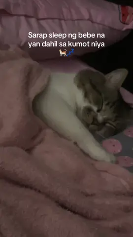 Favorite kumot ng bebe cat ko😍🐈 #cats  #fyp #catsoftiktok #cats #kumot 