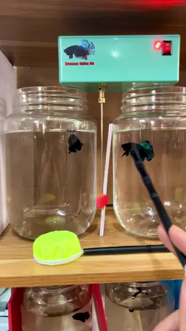 Chia sẻ một số điều mà anh em hiểu lầm 🥰#caxiem7777 #cáxiêmđá #caxiem #ปลากัดสวยงาม #ปลากัด 