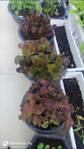 Mọi người lướt qua cho e xin một tìm hoặc 1 follow  #xuhuongtiktok#vuonrautainha#xhhhhhhhhhhhhhhhhhhhhhhhhhhhhhhhhhhhhhhh#viraltiktok 