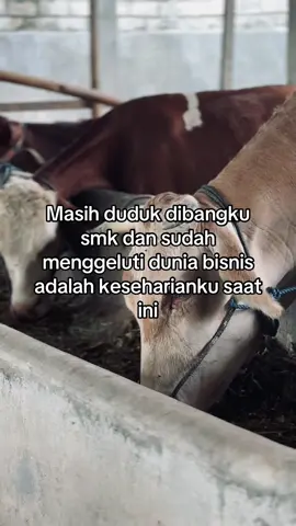 #perternakmuda #peternaksapiindonesia #pengusaha #sobatngaret #fyp 