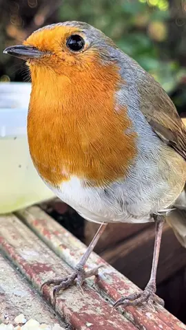 #wildlife #fyp #goodvibes #robin 