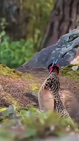 #birds #dancing #Love #nature #animals 