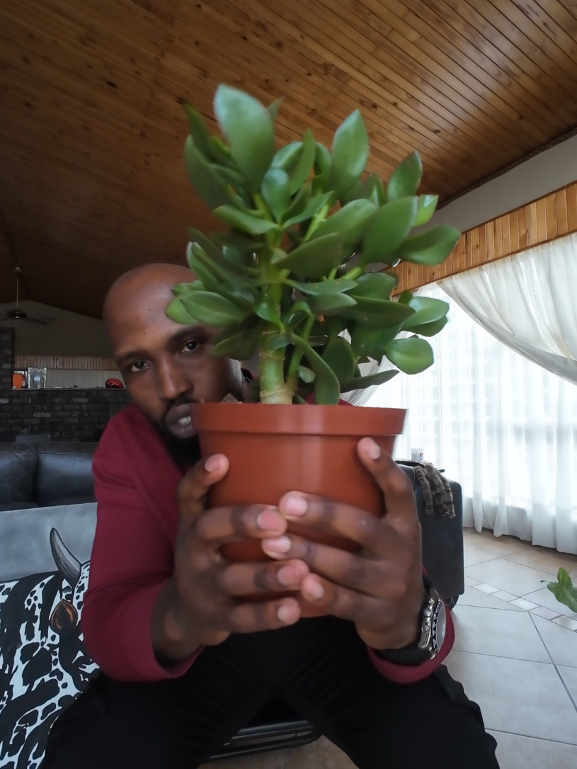 Replying to @boitumelorasesia  🌱✨ Jade Money Plant – The Living Symbol of Prosperity ✨🌱 Known as the “Good Luck Plant,” the Jade Money Plant is cherished for attracting wealth, success, and positive energy into the home or workspace. Its lush, round leaves resemble coins, symbolizing abundance and growth. Place it near your entrance, office desk, or sacred space to invite prosperity and balance while enjoying its calming, natural beauty. 💚 #JadePlant #MoneyPlant #ProsperityVibes #WealthAttraction #GreenEnergy 