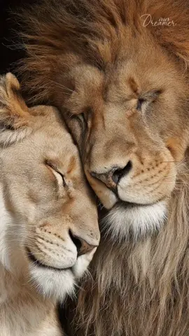 Strong feeling #love❤️ #lion #Lionesses #lionking #lovestory 