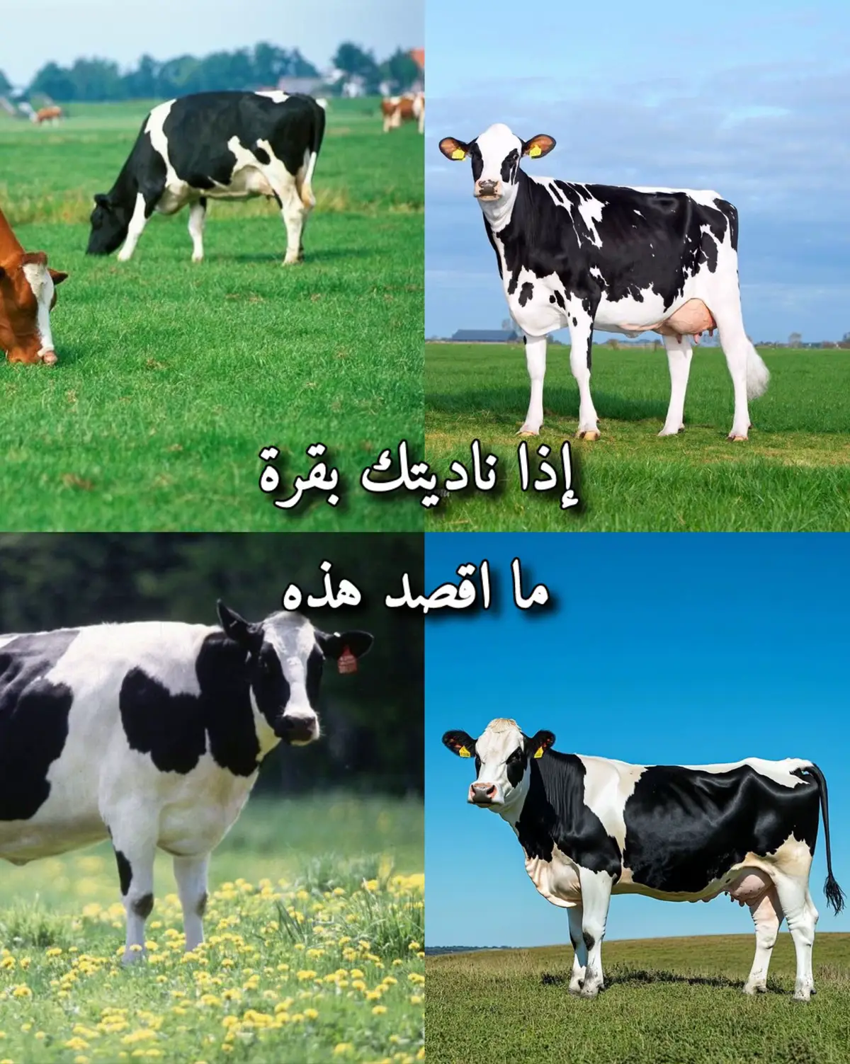 @✰اٰمۘنۨە ⋰⋰𝙴𝚖𝚗𝚊 ✰ 