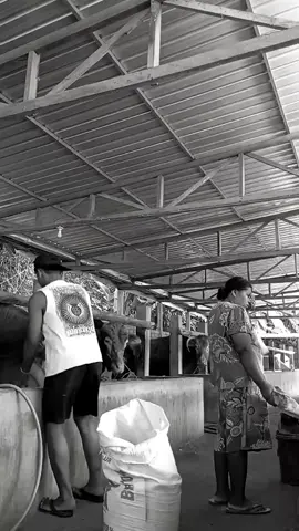 Namung tiang tani mas😊 #blitar24jam #petaniindonesia  #foryoupage 