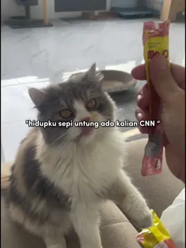 #my #Love #cat CNN 😘😘😘