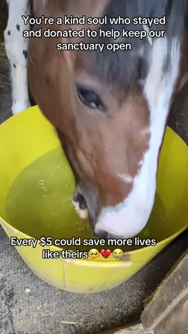 You're a kind soul who stayed and donated to help keep our sanctuary open#horses #horsesoftiktok #kindcomments #100kviews #horsetiktokforyourpage 