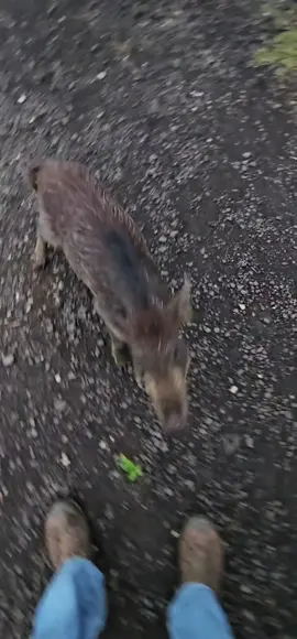 Penelope is a wild pig, who loves acting like a dog. She follows me everywhere hoping to get snacks, and has a boyfriend with a limp from an injury in a pig trap. She's awesome 👌🏽 #PetsOfTikTok #fyp #goofy #piggy #hawaii 