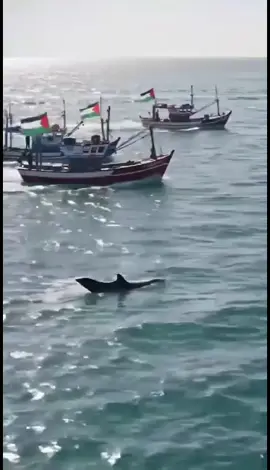 #gazze #global #globalsumudfilosu #globalsumudflotillaspain #gazzedezulümvar