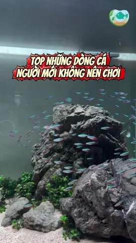 Cá Neon dòng cá người mới chơi không nên nuôi #cacanh #thuysinh #thuysinh4u #cacanhdep 