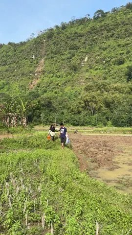 Nge bolang ke sawah 