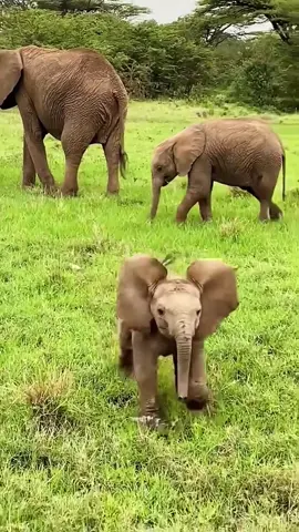 Little elephants being cute 🥰#funnyanimals #funny #elephants #adorable #cute 
