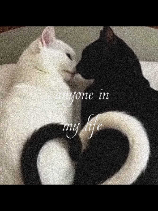 something abt us.. 🩶 #fyp #daftpunk #interstellar5555 #cats #Love 