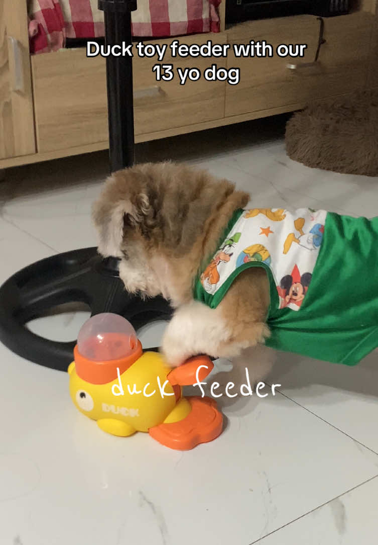 Kyooot! #fyp #duckfeeder #interactivetoys #dog #toysfordogs 