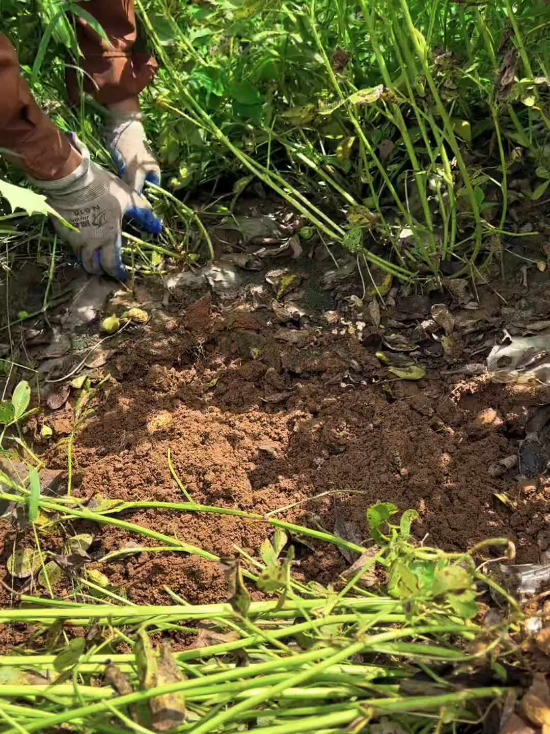 #NatureLovers #farmlands #follower #viralvideotiktok #greenpool #foryouu #tiktokindonesia