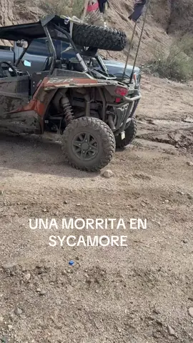 #sycamore #fyp #parati #fypシ #paratiiiiiiiiiiiiiiiiiiiiiiiiiiiiiii 