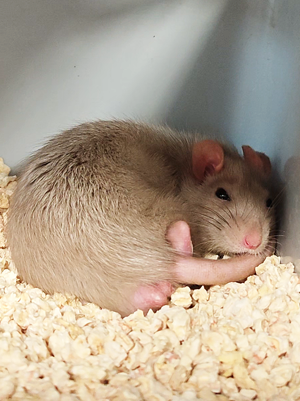 крыс Рекс с окрасом сильвермейн 3 мес #rats #rat #крыса #ratties #pet 