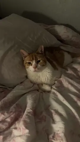 cozy cheets 