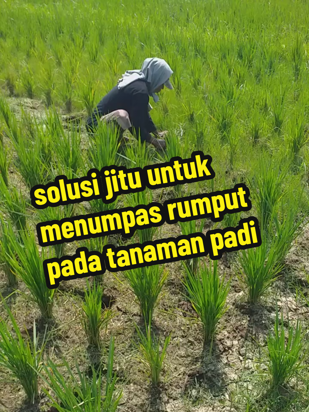 cara ampuh menumpas rumput pada tanaman padi tanpa matun atau penyiangan #herbisida #vulgar #pembasmirumput #tanamanpadi #promomakangajian 