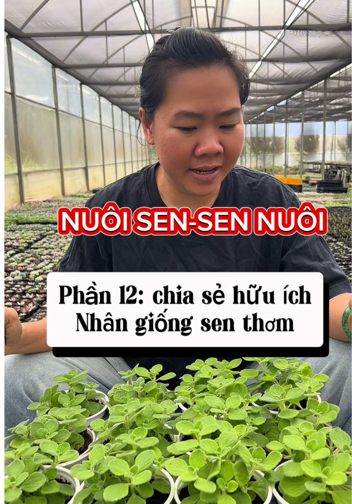Tôi nuôi sen đá-Sen đá nuôi tôi Hãy coi những chia sẻ hữu ích này, có thể những chia sẻ này giúp cho việc kinh doanh cây cảnh của bạn giảm bớt hư hao, lỗ vốn đó Phần 12: nhân giống sen thơm, rất dễ dàng và nhanh có thu nhập #senda #nhatmathuong #senthom #sieuthicaymongnuoc #sendagiare 