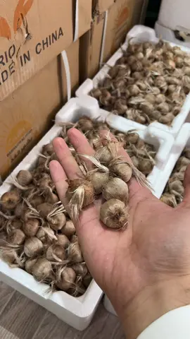 #وادي_مرخ_الزراعية #بصيلات_زعفران #زعفران #الزلفي 