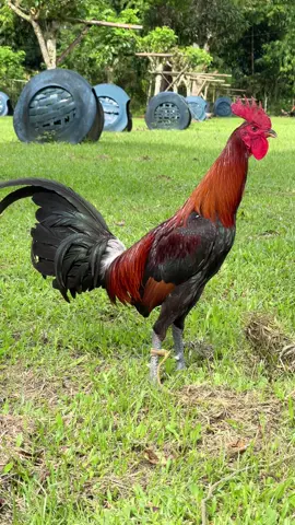 Bacolod Gamebirds Gamefarm #fyp #fypシ #fypシ゚viral #fypage 