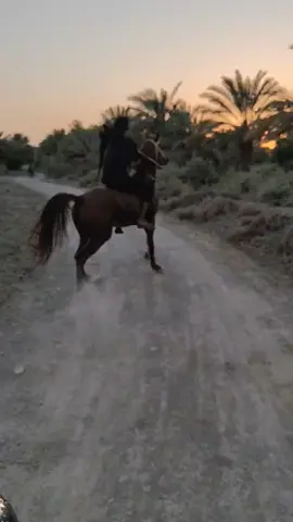 #CapCut كحيلان🪬💗#شعب_الصيني_ماله_حل😂😂 خياله 🐎🦅