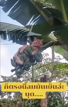 ลมพัดเย็นดีมากเลยนะนุด #ตลก #คลายเครียด #แมว #แมวส้ม 