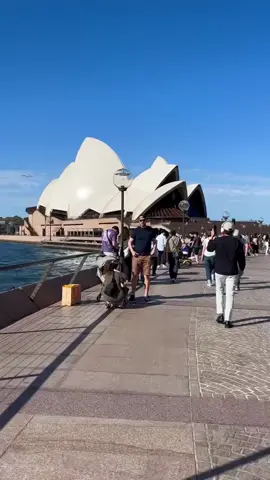 Ngắm nhìn Sydney và cảm nhận từng khoảnh khắc tuyệt vời. 🌊