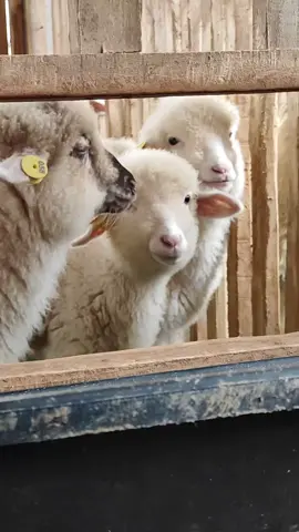 for sale  #fyp #domba #dombamerino #sobatngaret #peternakmuda 