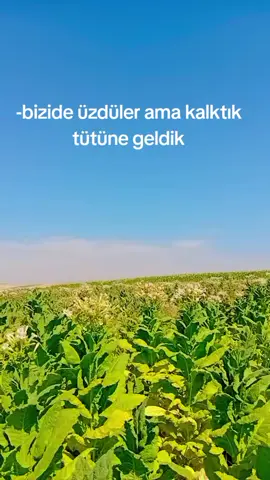 #fyp#adıyaman#tütünü#kahta#özege