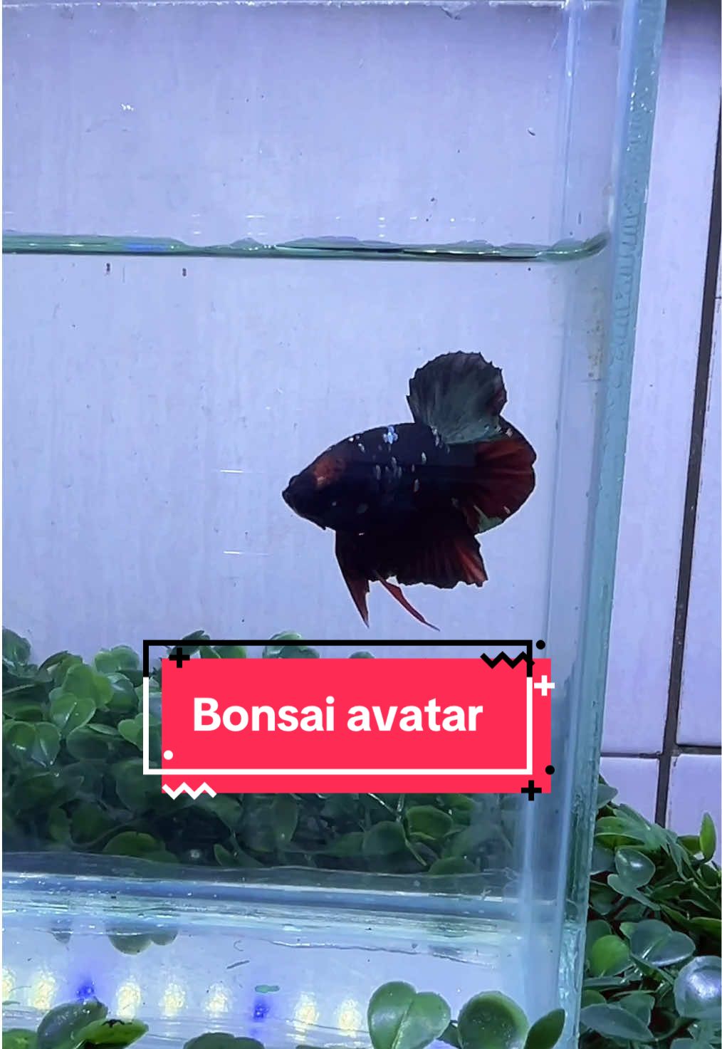 Bonsai avatar #cupanghiasindonesia #fypシ #fyppppppppppppppppppppppp #bettafish #bonsaiindonesia 