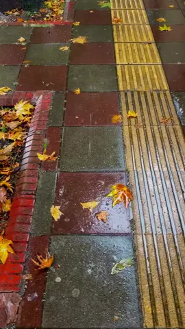 حين يهطل المطر، تتجدد الحياة وكأن الأرض تغتسل من همومها، ليصبح الهواء أنقى والأفق أصفى. 🌧️