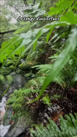 Celui qui aime la nature n’est jamais vraiment seul#nature #viking #serenite #zen #calme 