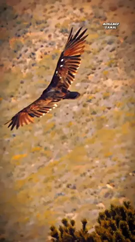 احنا ناس تربينا على الادب نعامل غيرنا باحترام بس ده ما يعنيش اننا ضعاف كرامتنا خط احمر ومافيش قوة على الارض تخليها تنحني لغير الله #عزة_نفس  #هيبة #كرامة  #قوة  #احترام 