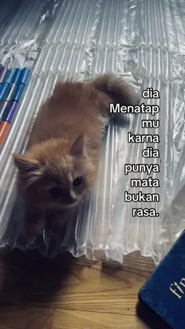 #xzybca #semogafypシ #bismillahfyp #fypage #liwatberandafyp 
