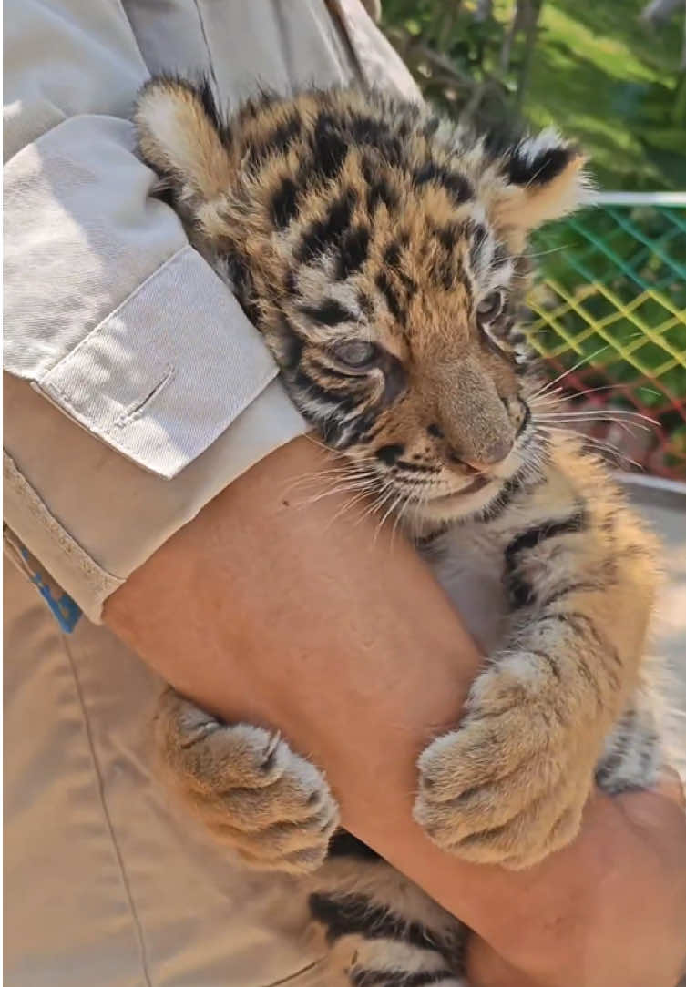 Cute little tiger 🐯 #tiger #tigersoftiktok #fyp #cute #happy 
