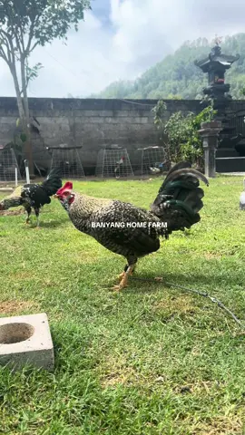 PAPAK BUIK OOK RAJAH🔥 #banyanghomefarm #salamsehoby🐓🐓 #ayamfilipin🇵🇭🇮🇩 #papak #henny 