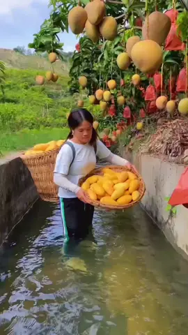 #relaxing #satisfyingvideo #asmrsounds #asmrfood #fruits 