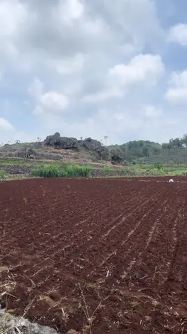 Bagian pesisir kidul Gunung Kidul wes podo koak jagung lurr #gunungkidul #saptosari #gunungkidulupdate 