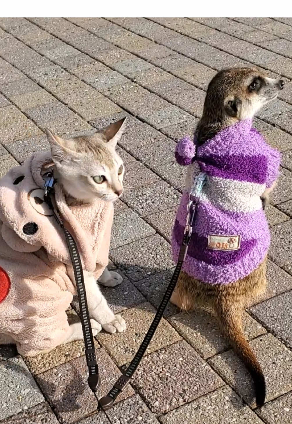 服着てお散歩Day🥰︎💕︎#猫#ミーアキャット#おさんぽ #cat#meerkat 