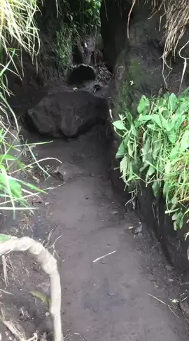 🐦:hai tuan, aku adalah burung petunjuk jalan yg dikirimkan doa lewat ibumu, aku tak akan membiarkan mu tersesat disaat kamu sedang sendirian tuan#selamet3428mdpl #pendakigunung #promomakangajian #fyp 